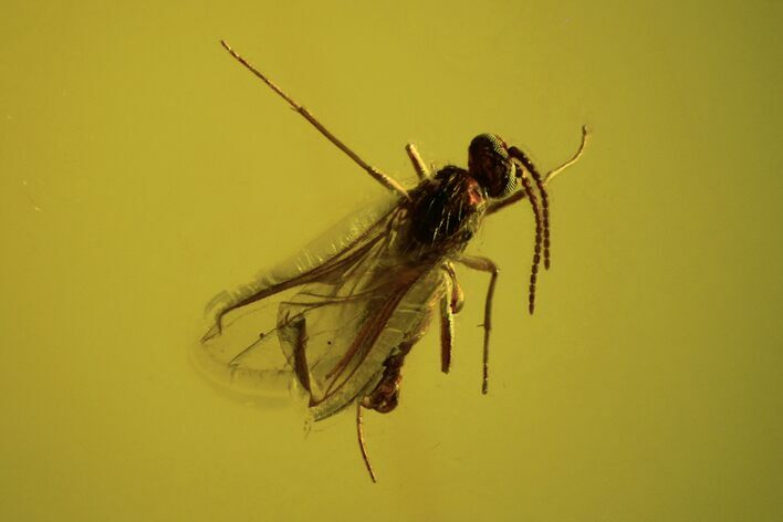 Detailed Fossil Fly (Diptera) In Baltic Amber #84570
